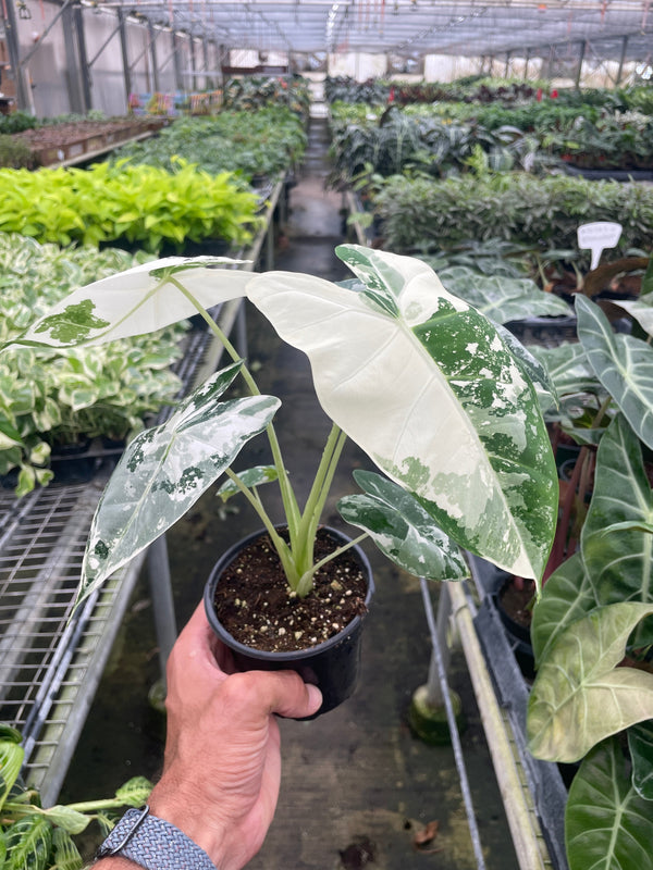 Person holding a potted plant in a greenhouse setting