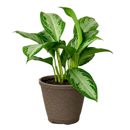 Chinese Evergreen 'Silver Bay'
