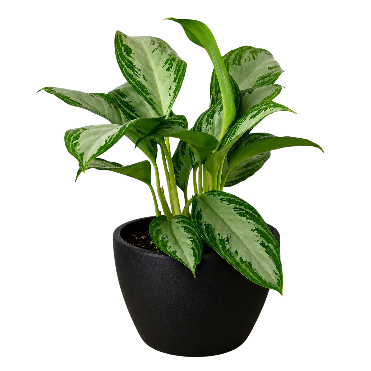 Chinese Evergreen 'Silver Bay'