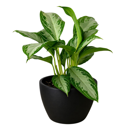 Chinese Evergreen 'Silver Bay'
