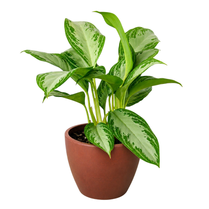 Chinese Evergreen 'Silver Bay'