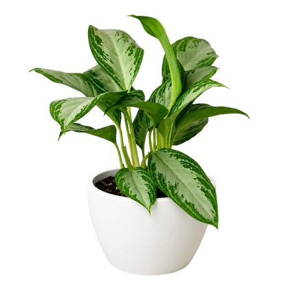 Chinese Evergreen 'Silver Bay'