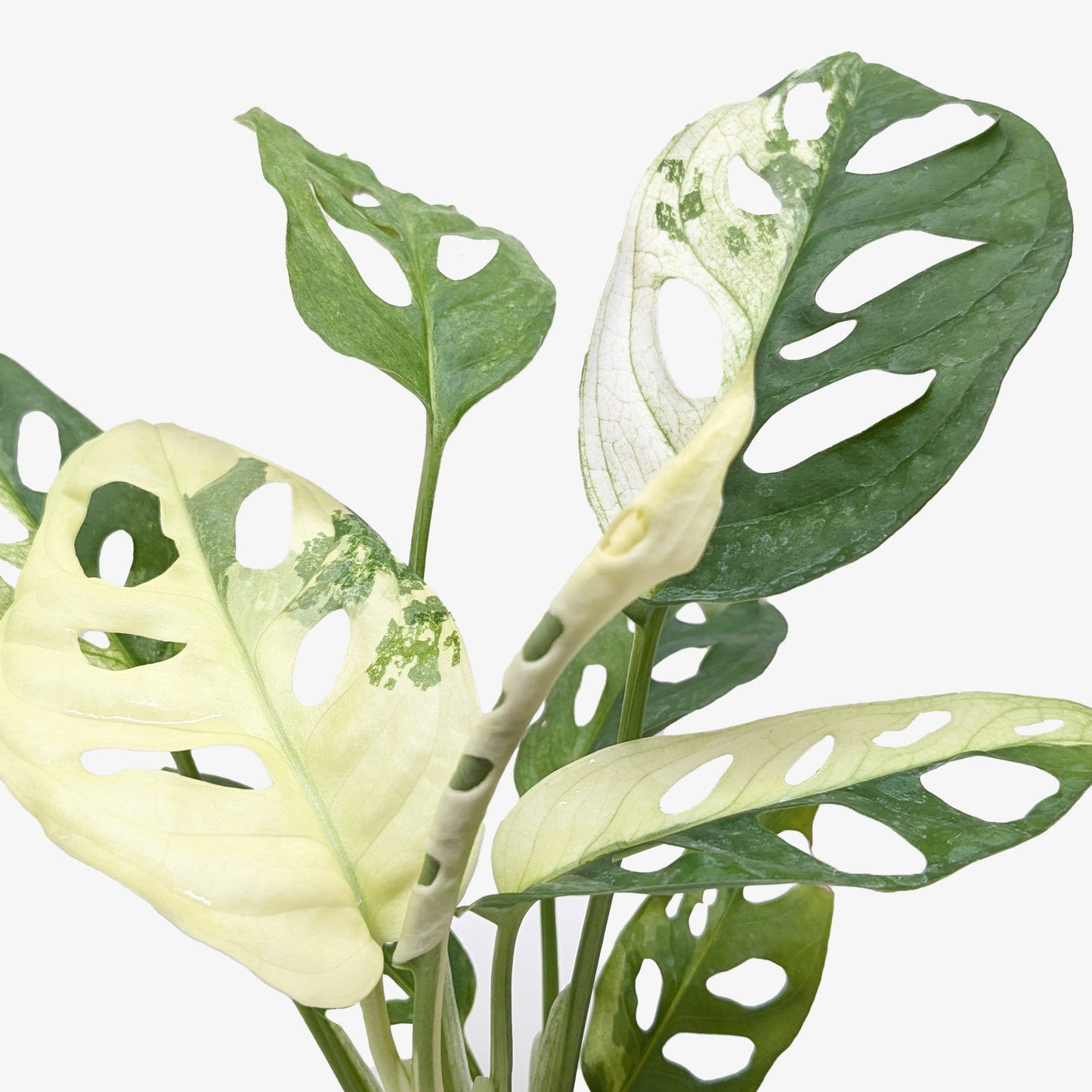 Monstera Adansonii Swiss Cheese Variegated