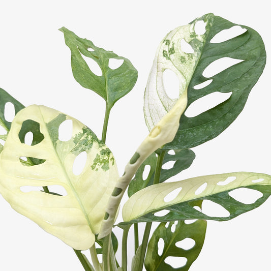 Monstera Adansonii Swiss Cheese Variegated