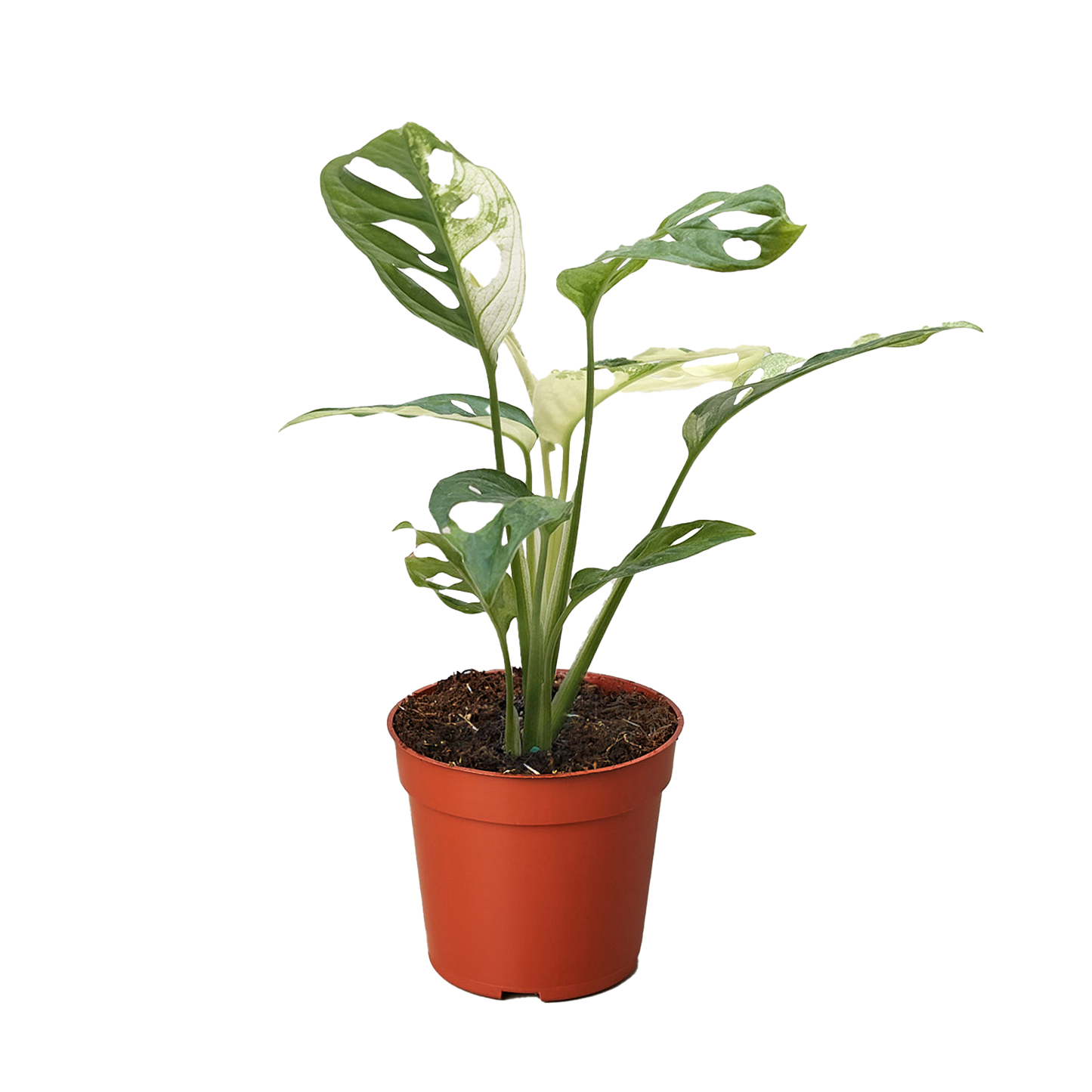 Monstera Adansonii Swiss Cheese Variegated