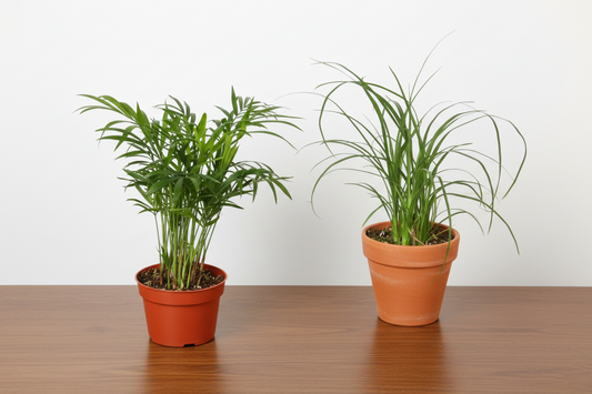 Two potted plants on a white background