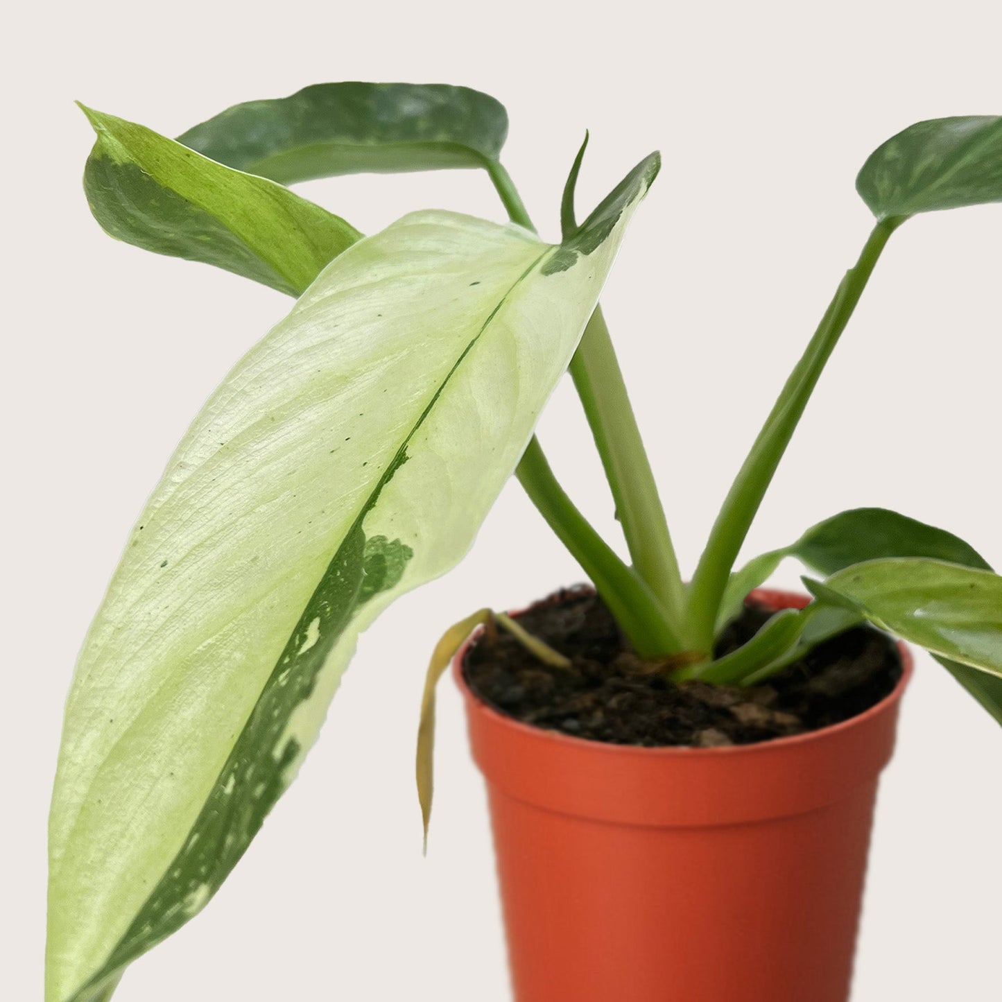 Philodendron Jose Buono