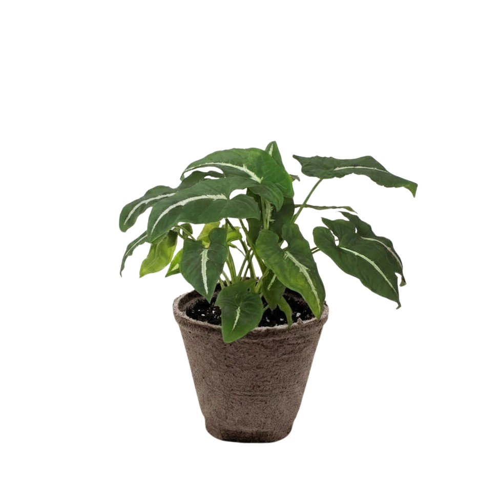 Syngonium wendlandii Black Velvet