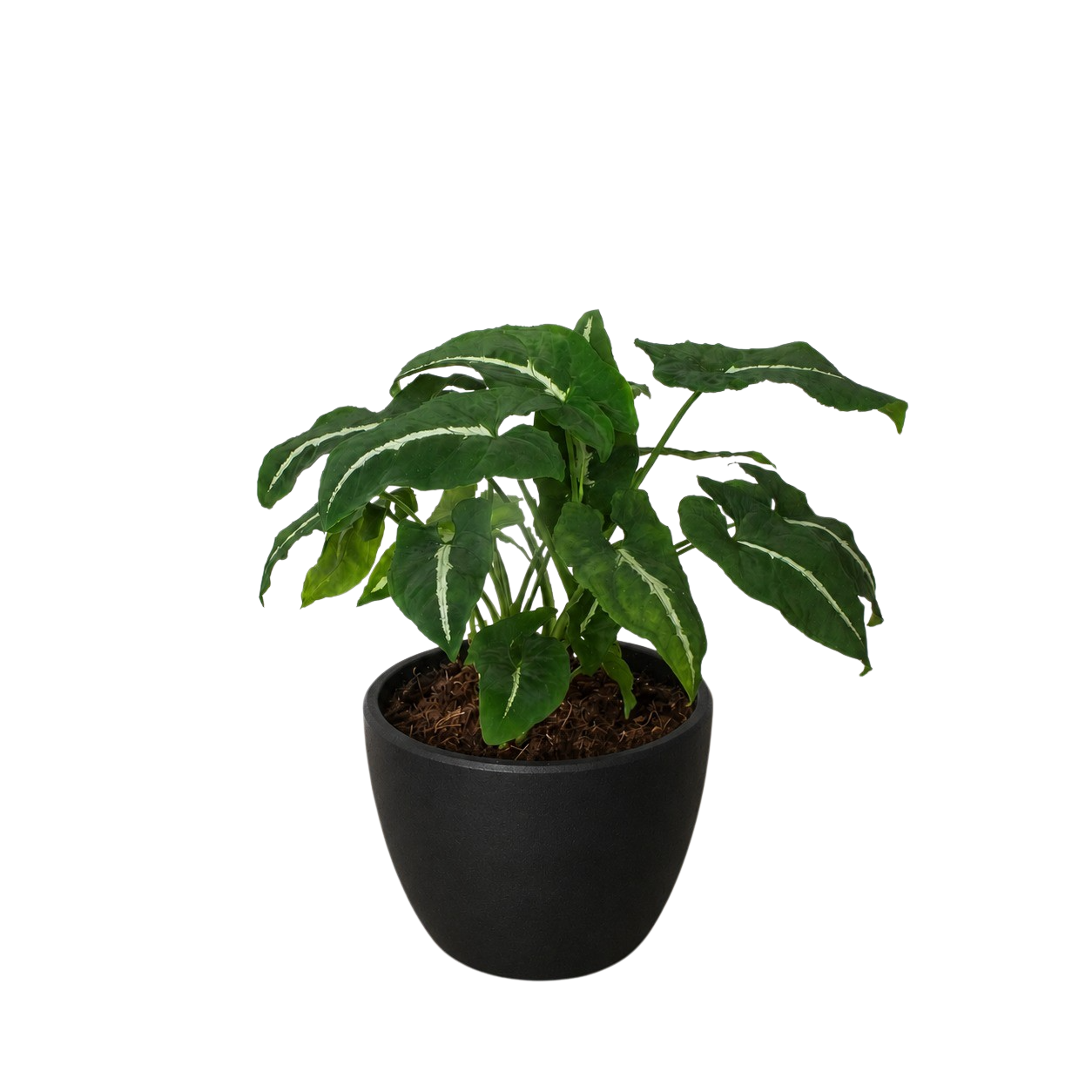 Syngonium wendlandii Black Velvet