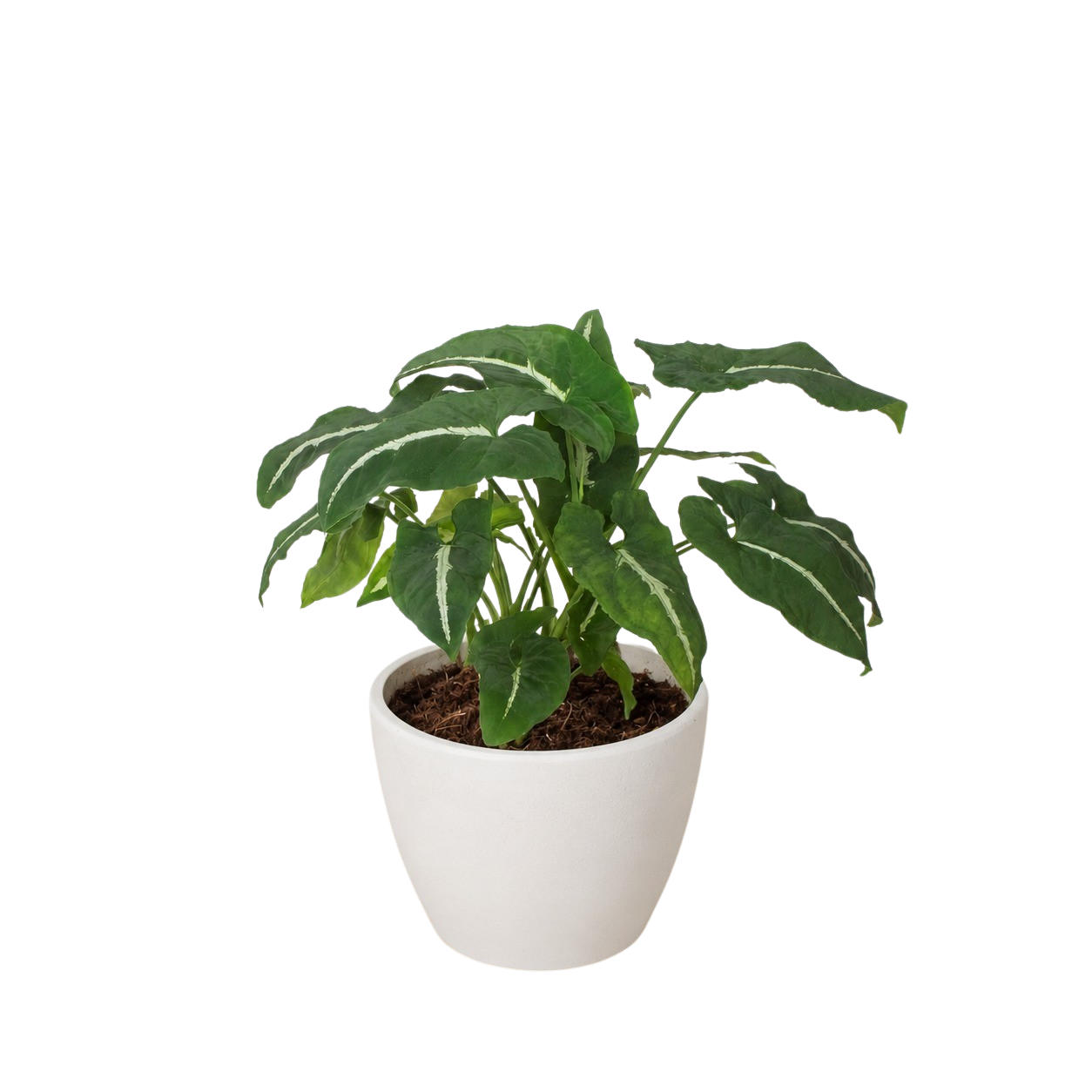 Syngonium wendlandii Black Velvet