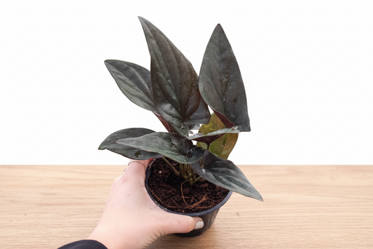Hand holding a potted plant with dark green leaves against a white background