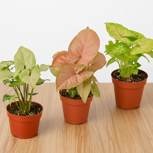 Three potted plants with different leaf colors on a white background