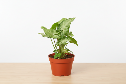 Potted plant with green leaves in a terracotta pot on a white background