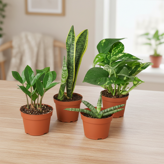 Set of potted plants including snake plants and pothos on a white background