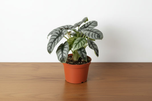 A potted houseplant with variegated green and white leaves, shown in a terracotta-colored plastic pot against a plain white background.