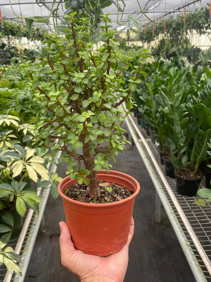 A potted ‘elephant bush’ jade plant with small green leaves and reddish-brown stems, shown in a terracotta-colored plastic pot on a greenhouse shelf with other plants in the background.