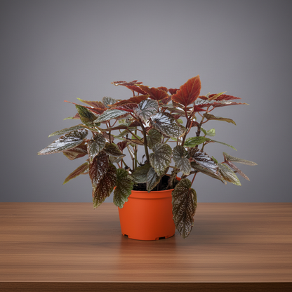 Begonia ‘corallina’ easy care houseplant with dark green leaves in a brown pot sitting on a brown table with grey background.