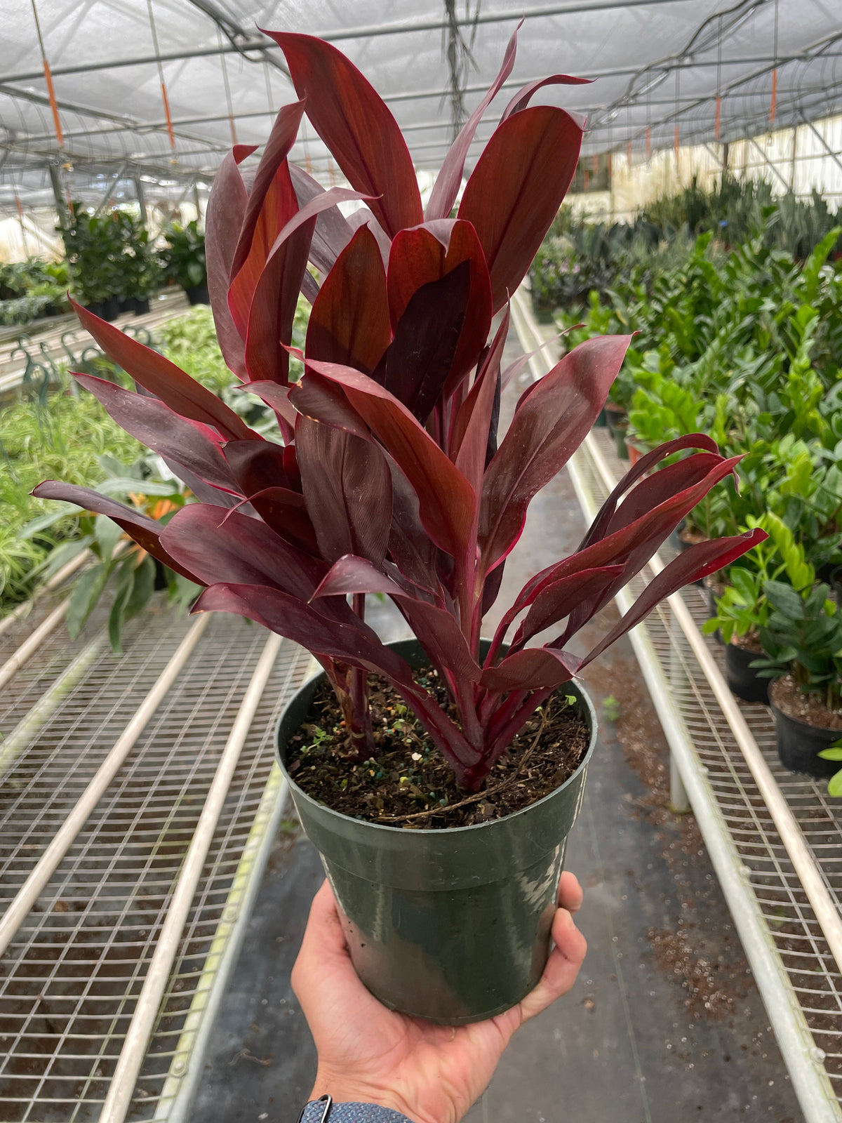 Potted Cordyline ‘calypso queen’ plant with red leaves in a green pot held in a greenhouse setting