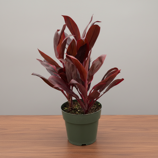 Potted cordyline calypso queen plant with red leaves on a brown table with grey background in a green pot