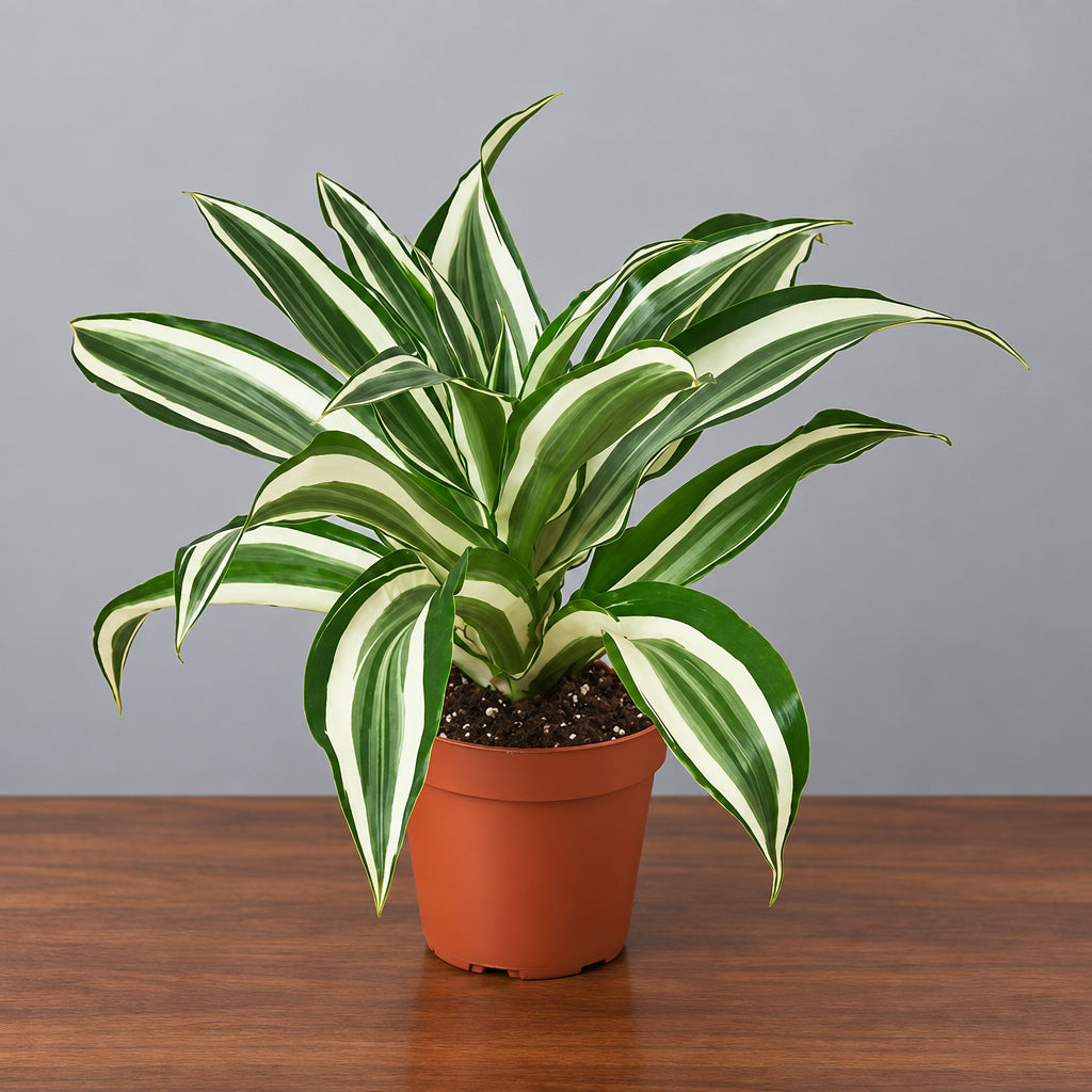 Dracaena Warneckii White green and white leaves on a brown table with grey background 
