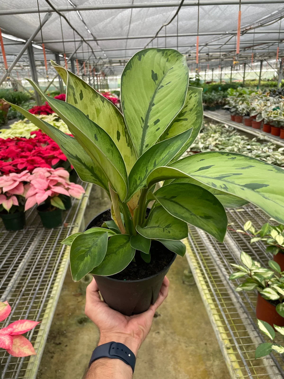 Person holding a potted Homalomena 'Selby' plant in a greenhouse with flowers in the background