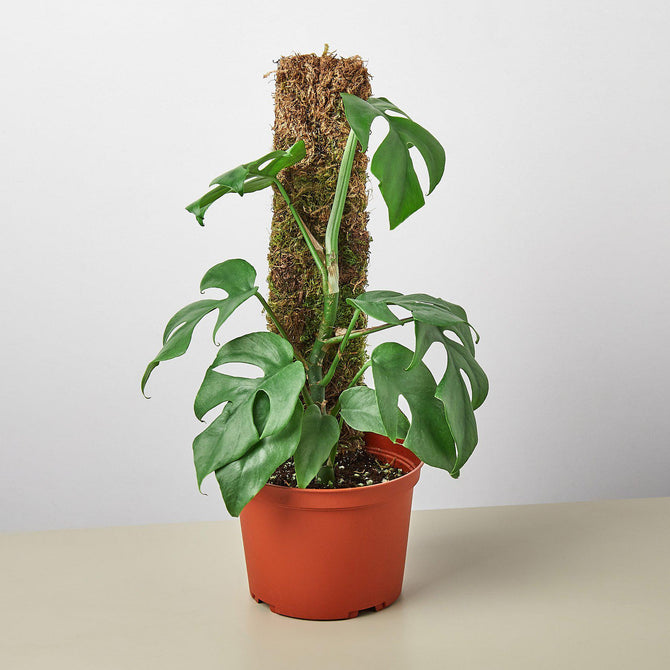 plant with green leaves on a flat moss pole in a 6 inch brown pot with a white background and white surface