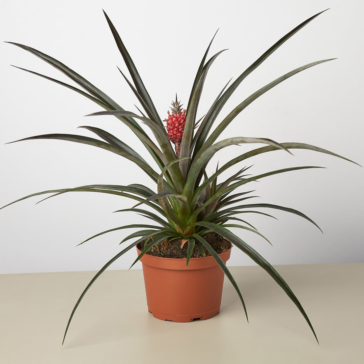 A potted pineapple plant with long, sword-like green leaves and a small red-orange flower spike, shown in a terracotta-colored plastic pot against a plain light gray background.