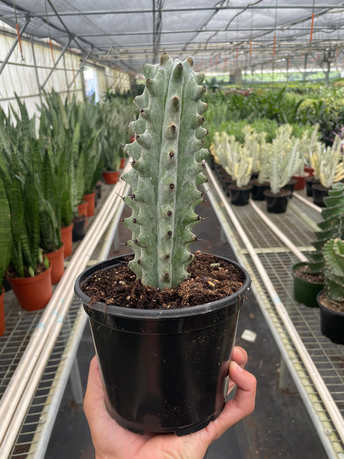 Person holding a potted Ghost White ‘Boobie’ Cactus in a greenhouse setting with other plants.