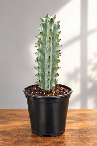 Ghost White ‘Boobie’ Cactus On a brown surface with grey background.