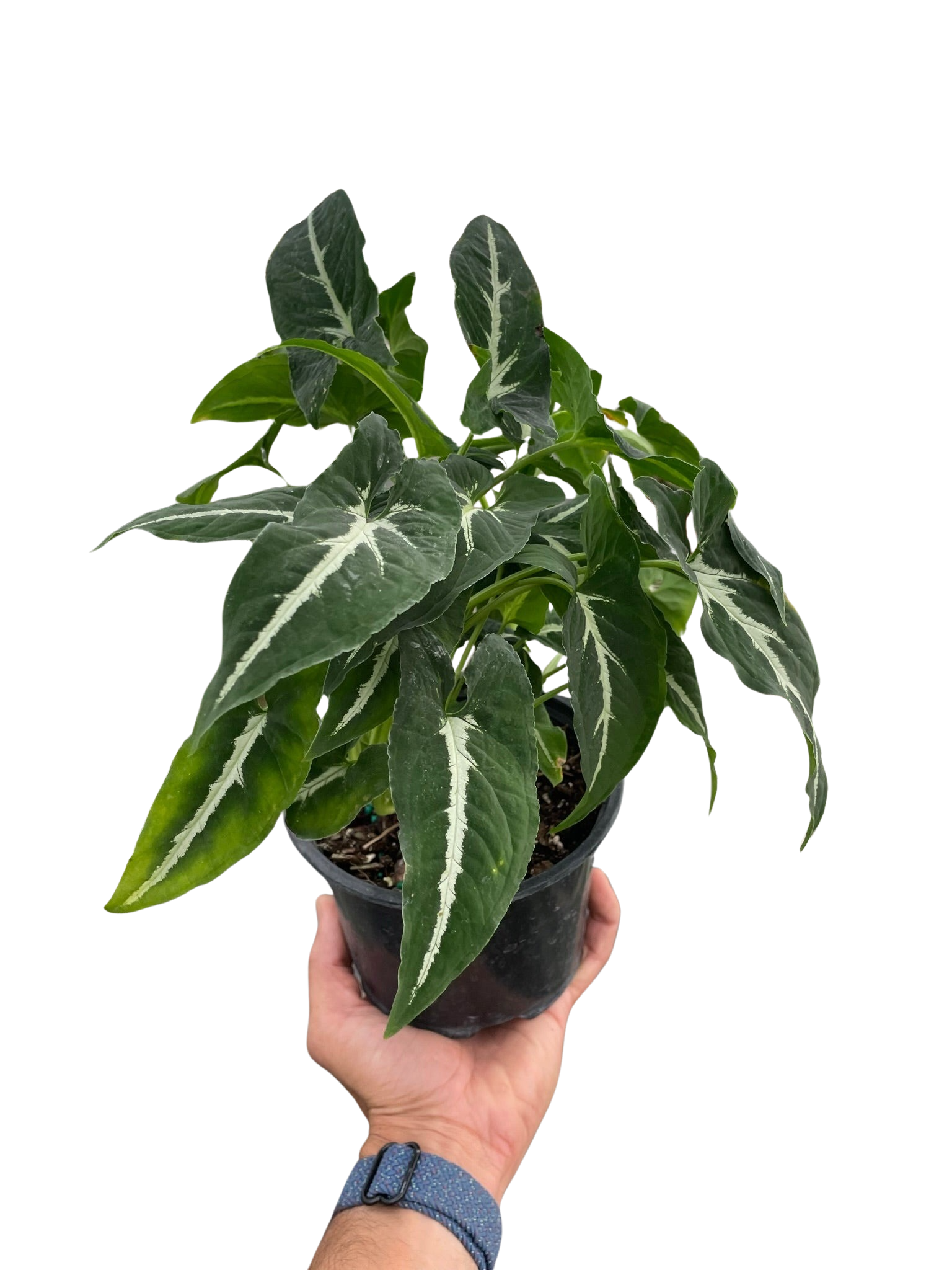 Potted plant with green leaves and white stripes held by a hand on a white background