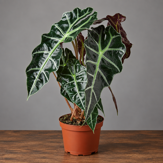 Alocasia polly african mask with dark green leaves in a brown nursery pot sitting on a brown table with grey background
