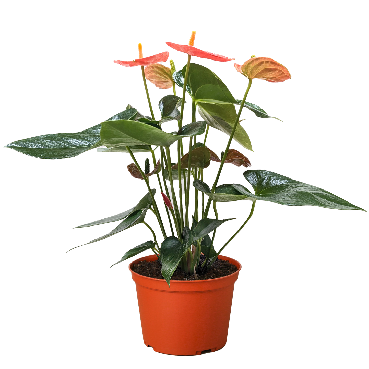 Potted plant with red flowers and green leaves on a white background