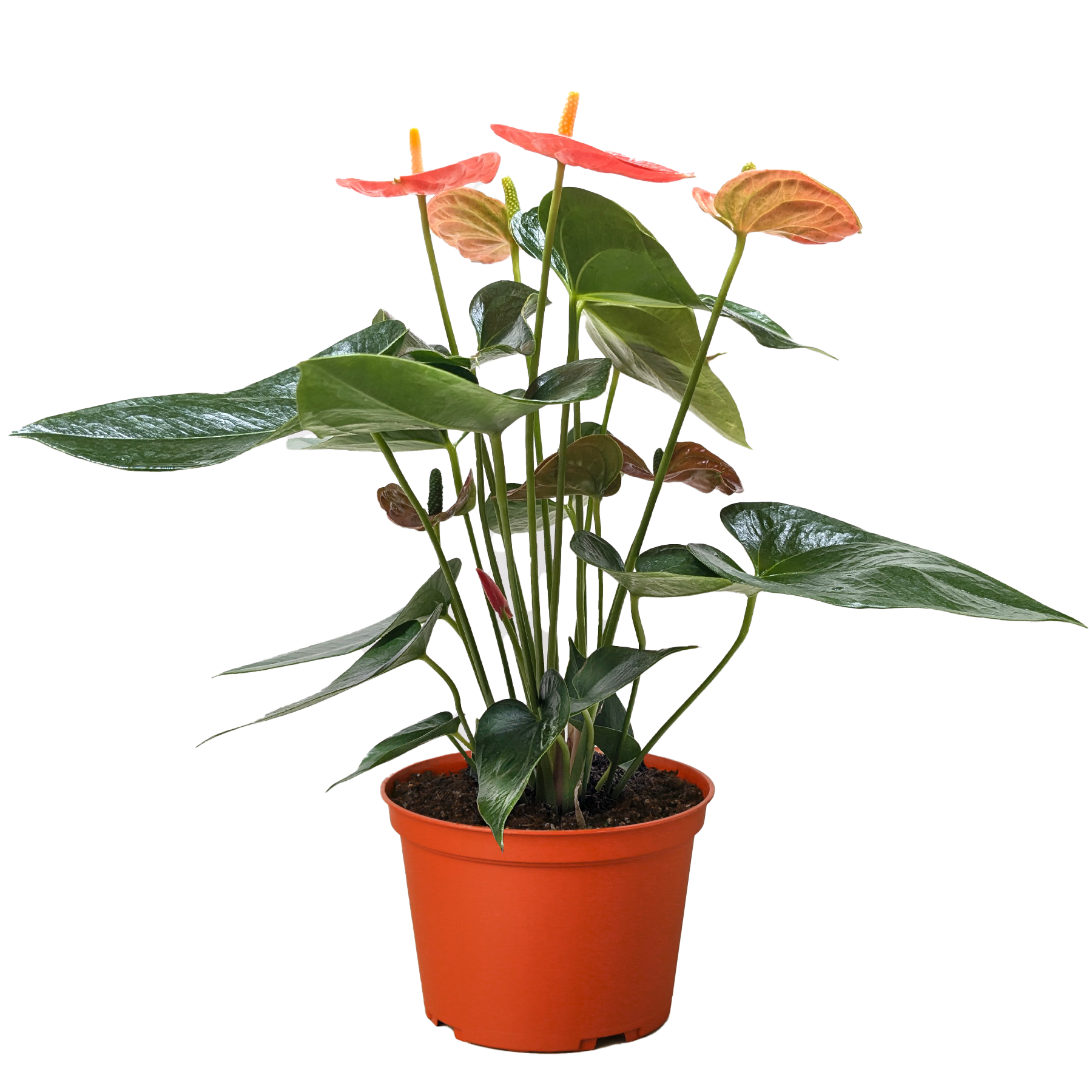 Potted plant with red flowers and green leaves on a white background