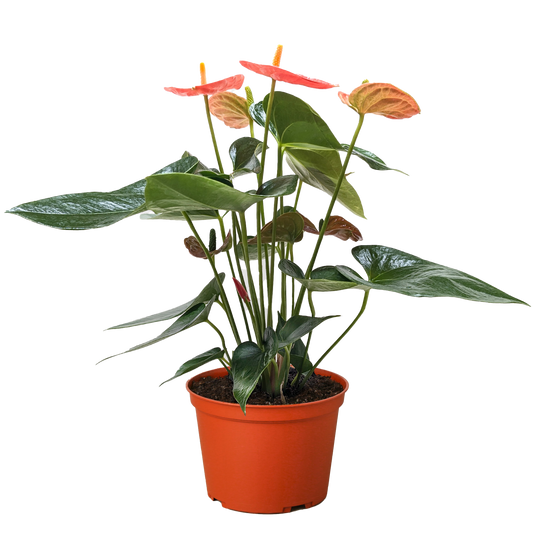 Potted plant with red flowers and green leaves on a white background