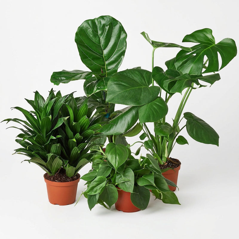 A bundle of Pothos, Monstera, Ficus and Dracaena houseplants in 6 inch brown nursery plastic pots, with green leaves arranged together on a seamless white studio background.