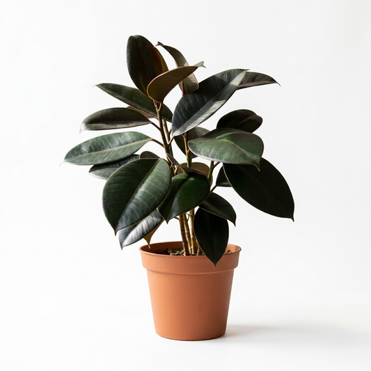 A potted ficus ‘Elastica’ burgundy plant with large green burgundy leaves growing in a 6” brown pot on a white surface with a white background. 