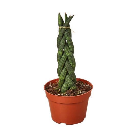 A potted braided snake plant with a twisted, braided stem, growing in a terracotta-colored plastic pot filled with soil, on sand color surface with a sand color background.