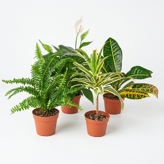 Collection of croton, fern, peace lily and Dracaena plants with green leaves in brown 6 inch pots on a white background.