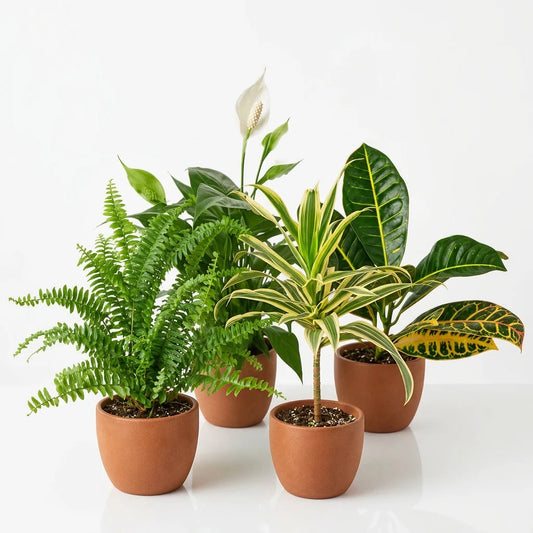 Potted plants button fern, croton, peace lily and a dracaena plant with green leaves in 6 inch terracotta pots on a white background.