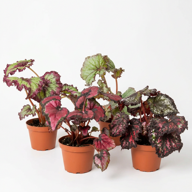 Four potted begonia ‘Rex’ plants with green and red leaves in 6” brown pots on a white surface.
