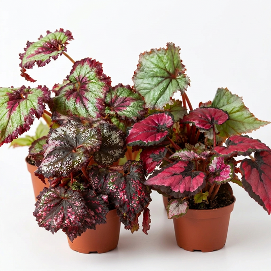 4 potted Begonia ‘Rex’ plants with variegated leaves in 6” brown pots on a white surface and white background. 