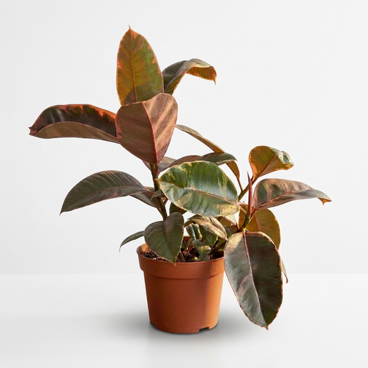 A potted ficus ‘ruby pink’ indoor plant with green and white variegated leaves in a brown 6 inch pot on a white surface against a white wall. 