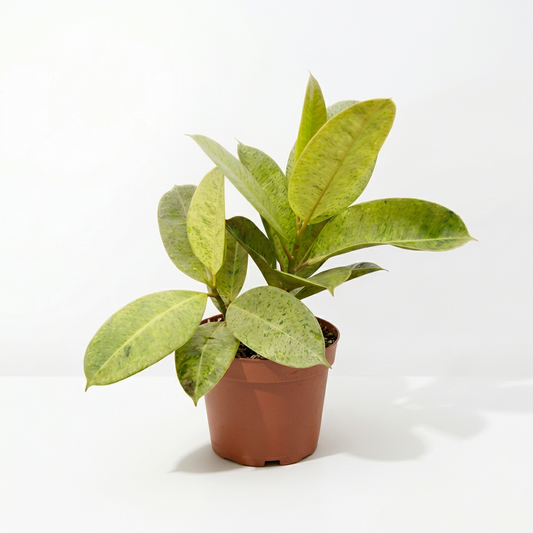 A variegated Ficus ‘moonshine’ plant with large green and yellow variegated leaves in a classic brown pot, set against a clean white background with soft shadows.