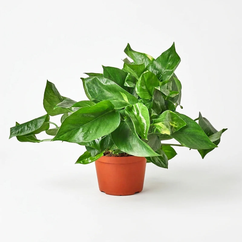 A potted low light Lush trailing 'Golden' pothos plant with variegated green and yellow leaves in a brown 6” pot and on a white background. 