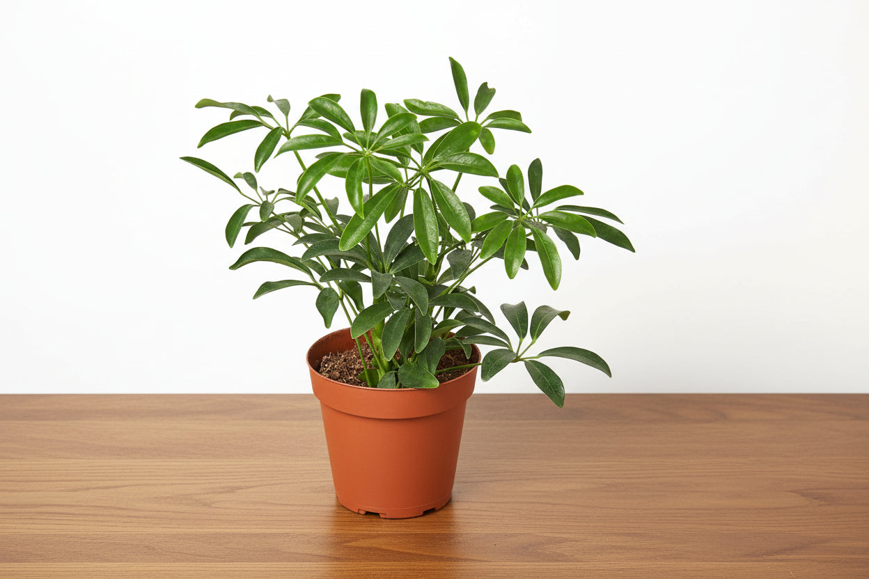 Potted plant with green leaves on a white background