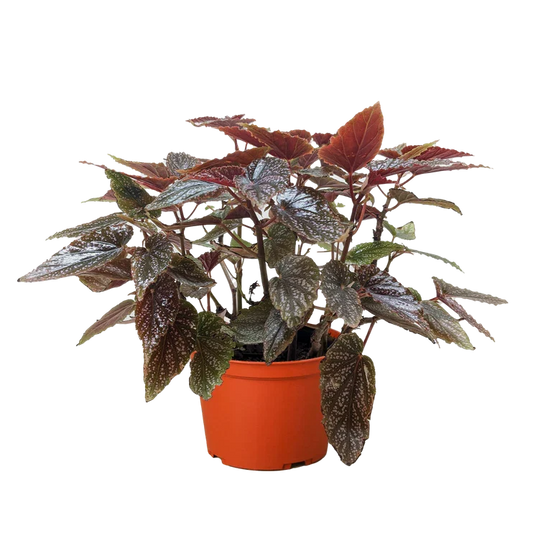 Begonia Corallina