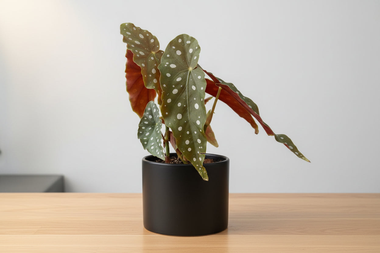 Begonia 'Maculata'