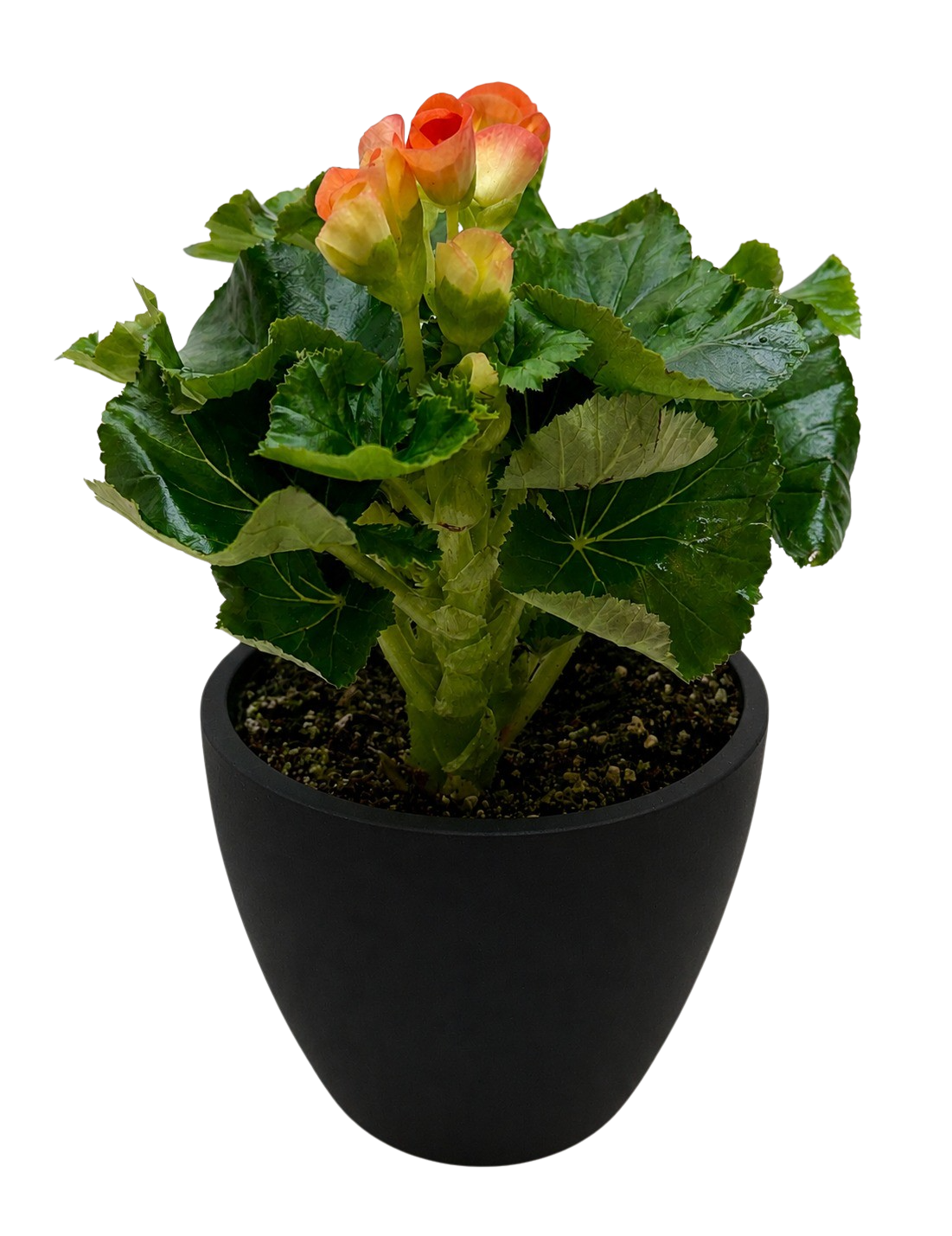 Begonia Reiger