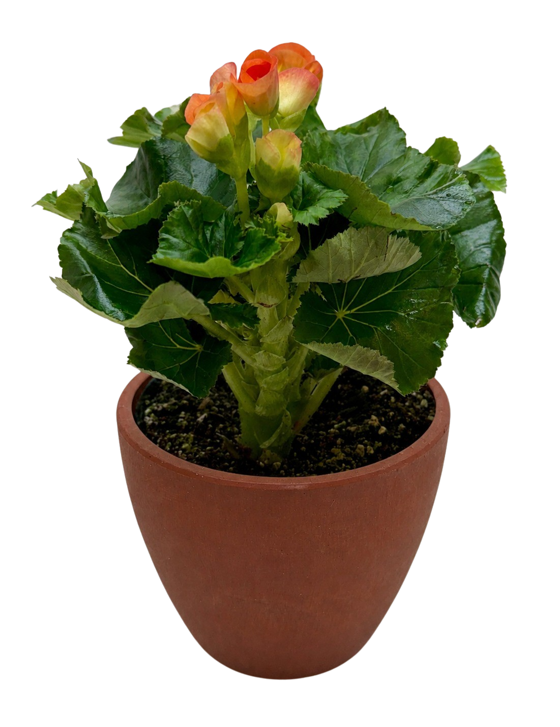 Begonia Reiger