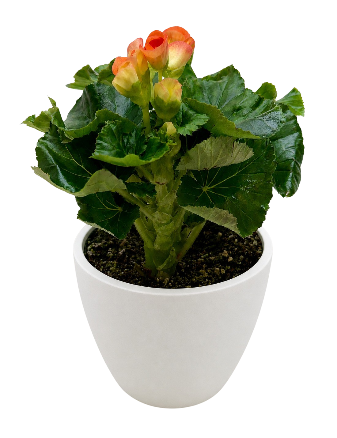 Begonia Reiger